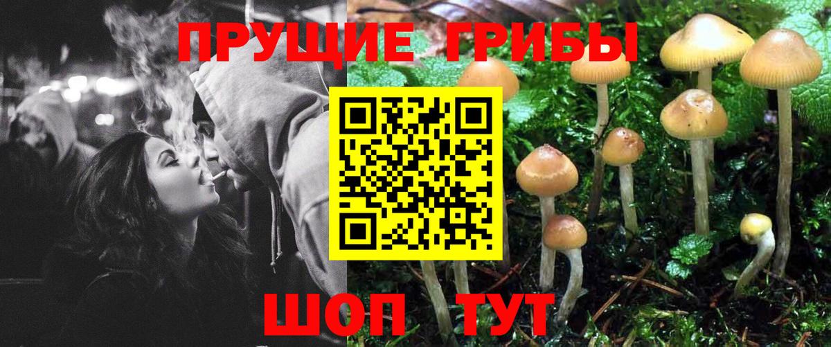 Сертолово  Галлюциногенные грибы Psilocybine cubensis  Вход с VPN  Галлюциногенные грибы ЛСД 